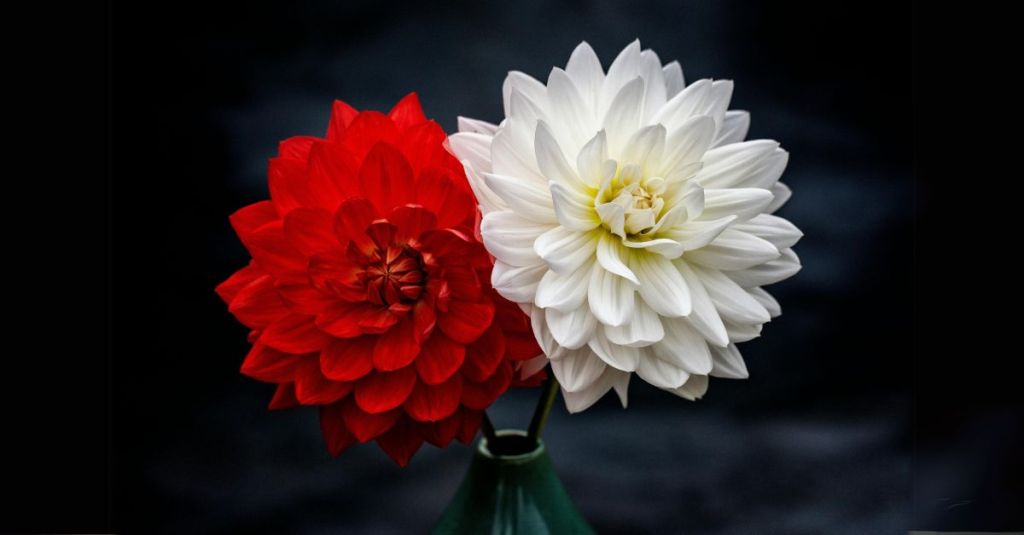 The Inconvenience of&nbsp;Flowers